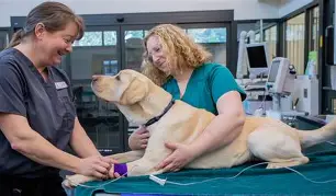 Vet with dog
